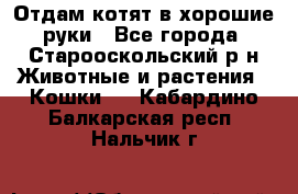 Отдам котят в хорошие руки - Все города, Старооскольский р-н Животные и растения » Кошки   . Кабардино-Балкарская респ.,Нальчик г.
